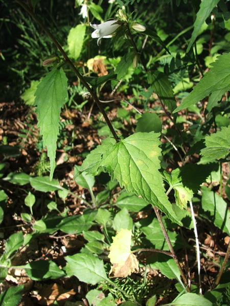 Campanula trachelium